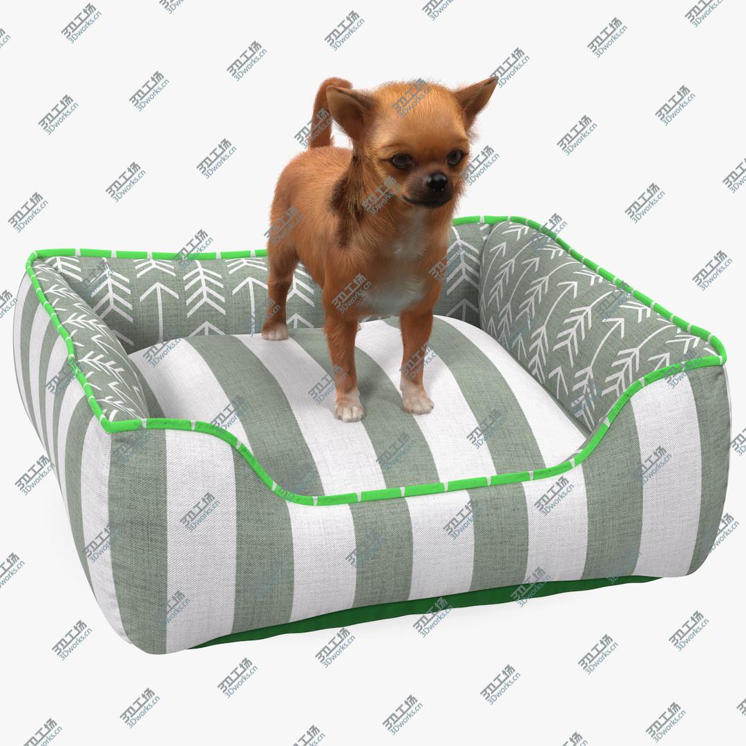 images/goods_img/202104021/3D Chihuahua in Dog Bed with Fur model/1.jpg